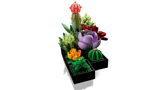 Succulents