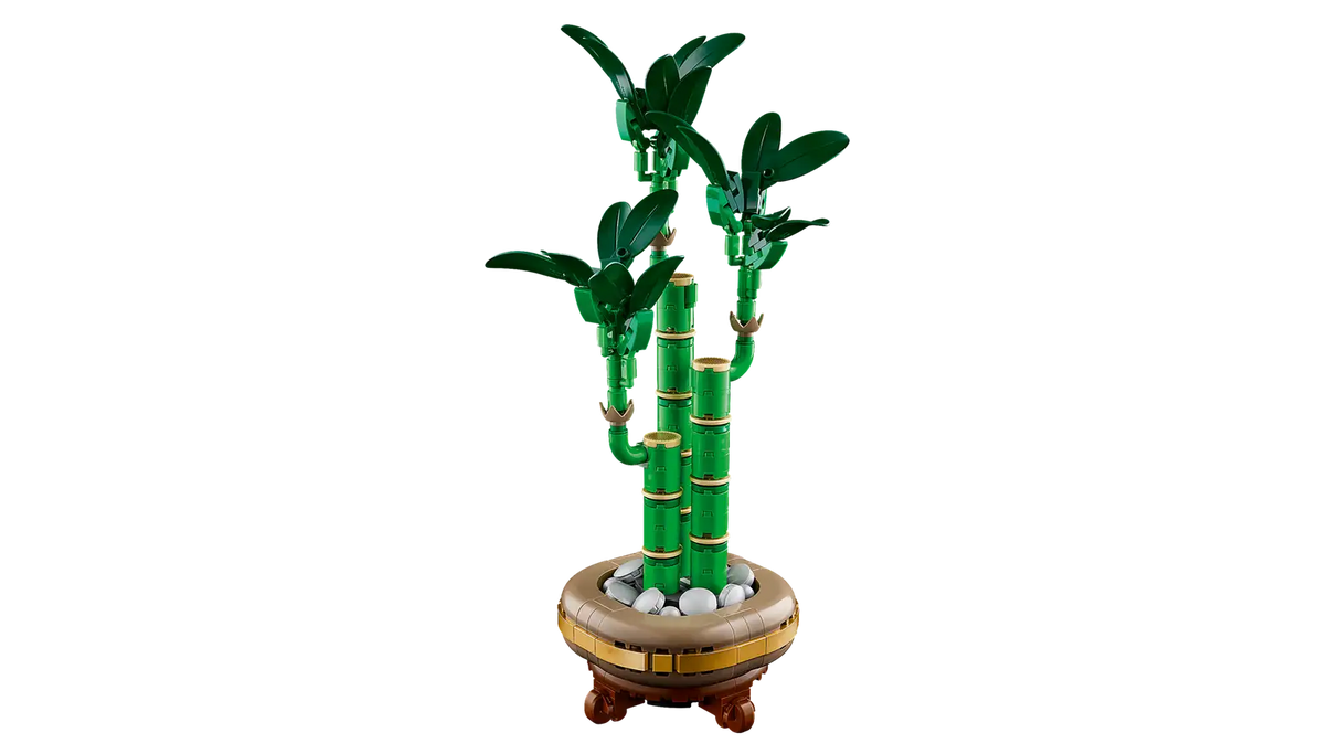 Lucky Bamboo