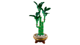 Lucky Bamboo