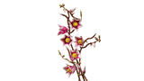 Magnolia Branches
