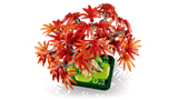 Japanese Red Maple Bonsai Tree