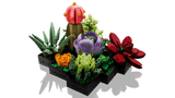 Succulents