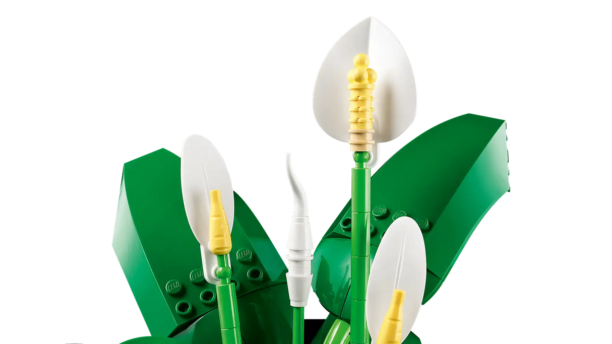 Peace Lily