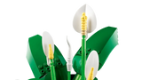 Peace Lily