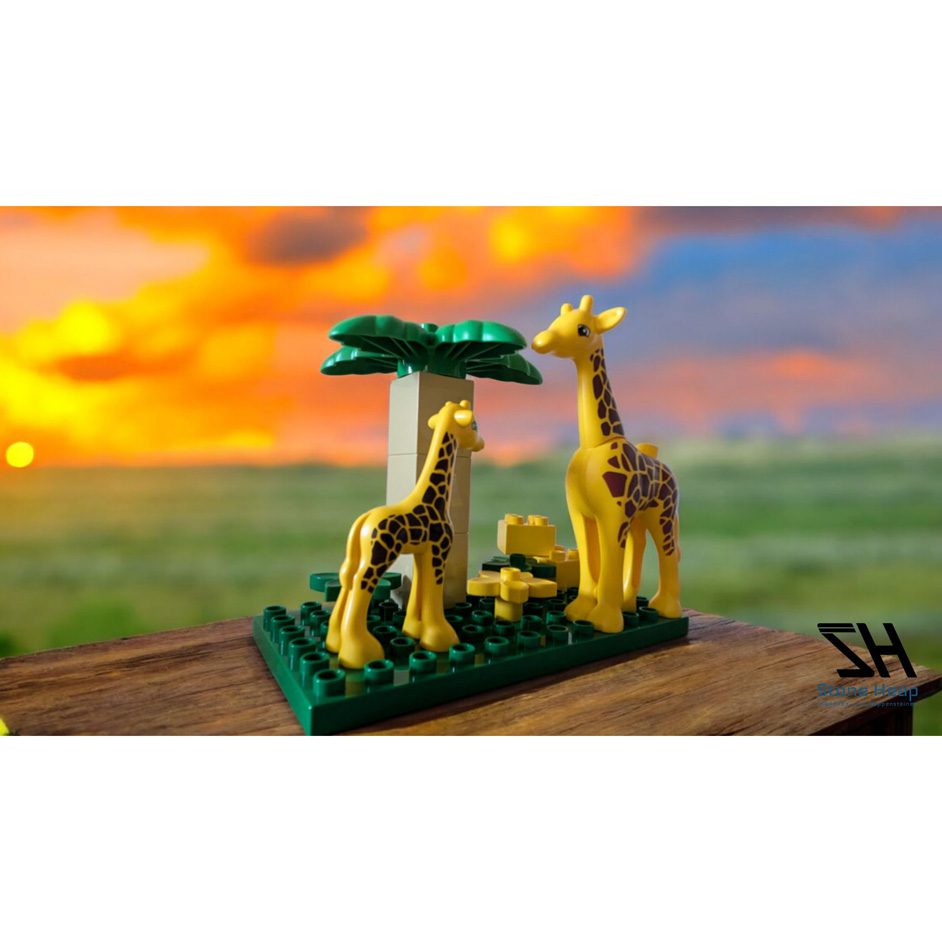 Giraffes