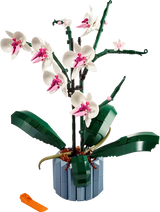 Orchid