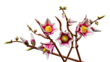 Magnolia Branches