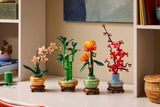 Lucky Bamboo