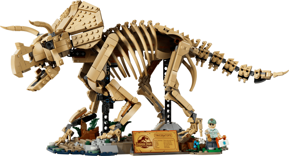 Dinosaur Fossils: Triceratops