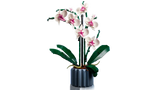 Orchid