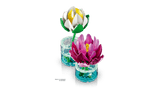 Water Lilies