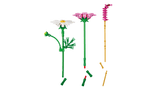 Cosmos Flowers