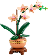 Mini Orchid