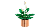 Peace Lily