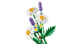 Daisies
