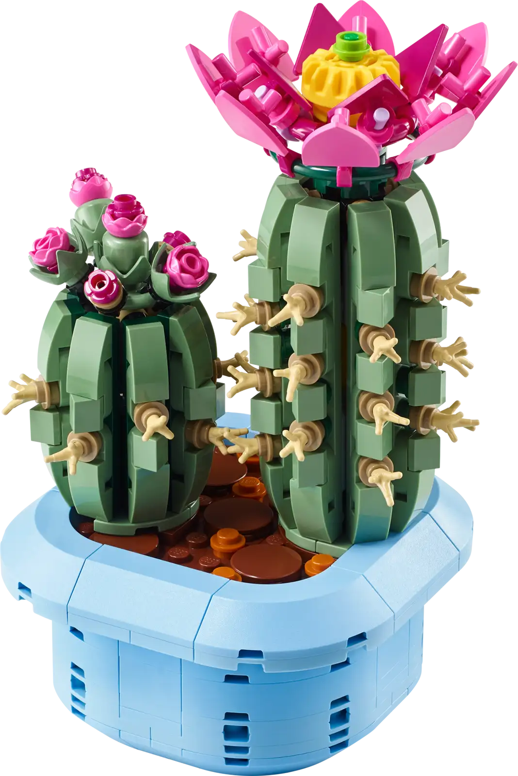 Flowering Cactus