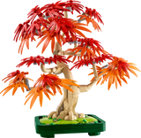 Japanese Red Maple Bonsai Tree