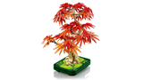 Japanese Red Maple Bonsai Tree