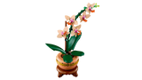 Mini Orchid