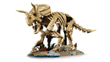 Dinosaur Fossils: Triceratops