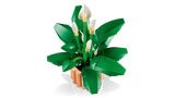 Peace Lily