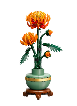 Chrysanthemum