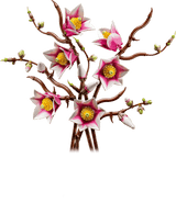 Magnolia Branches