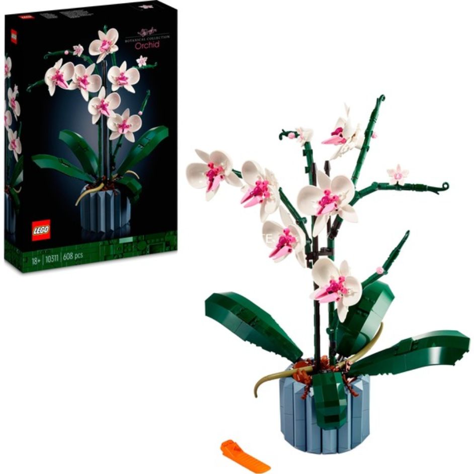 Orchid