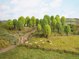 Fruit Trees