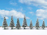 Nordmann Fir
