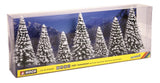 Nordmann Fir