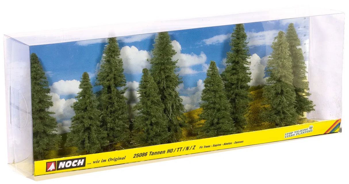 Nordmann Fir