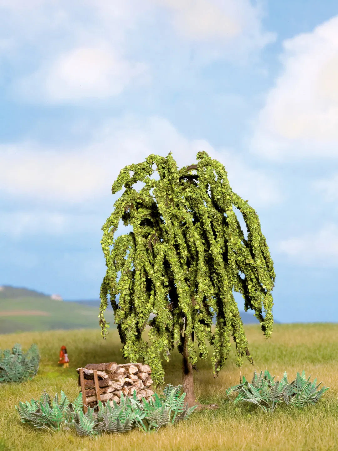 Norway Spruce