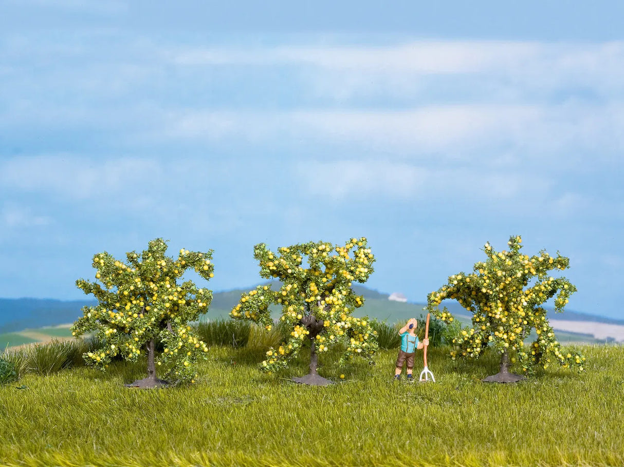 Olive Trees