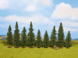 Nordmann Fir