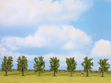 Norway Spruce