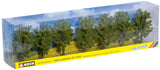 Norway Spruce