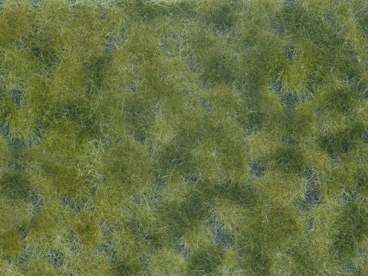 Wild Grass