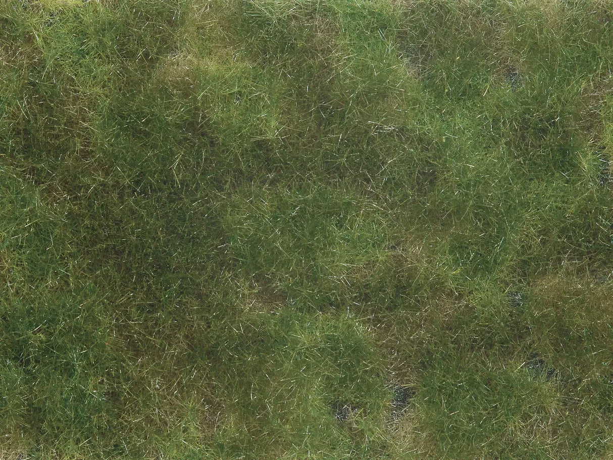 Wild Grass