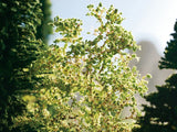 Oak