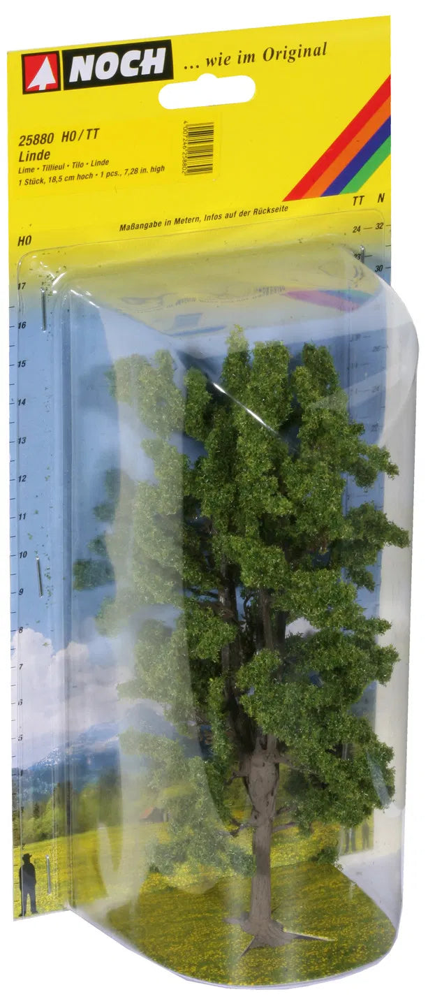 Deciduous Trees