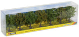 Norway Spruce