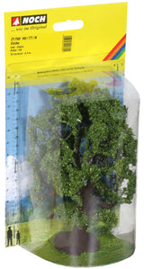 Bog Birch