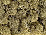 Summer Meadow Grit Grass