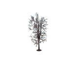 Birch Tree