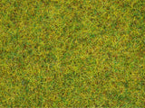 Ground Cover Foliage Meadow White