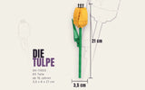 Single Tulip Flower