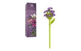 Single Hyacinth
