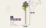 Single Hyacinth