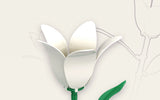 Single Orchid Flower